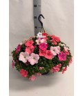 Petunia carnaval Ø 25