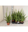 Sanseveria Ø 09