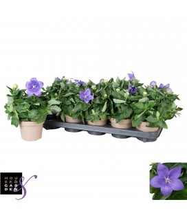 Platycodon Bleu pot de 12 cm