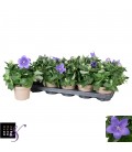 Platycodon Bleu pot de 12 cm