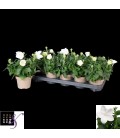 Platycodon blanc pot de 12 cm