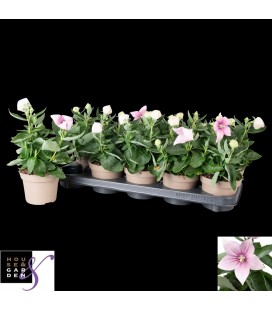 Platycodon Rose pot de 12 cm