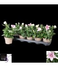 Platycodon Rose pot de 12 cm
