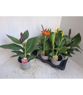 Canna Ø 17 h 60