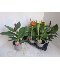 Canna Ø 17 h 60