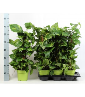 Pothos pot de 17 h 70
