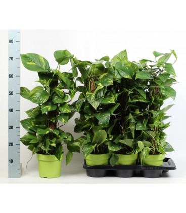 Pothos pot de 17 h 70