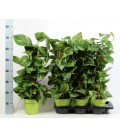 Pothos pot de 17 h 70