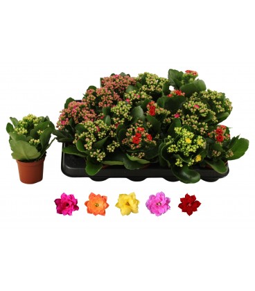 Kalanchoe pot de 06 mix