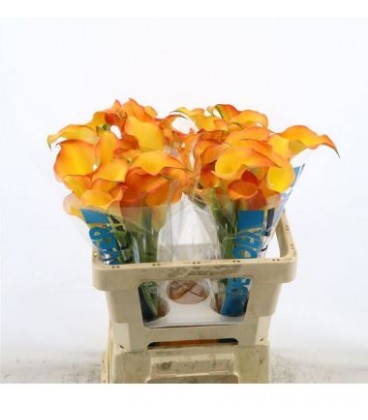 Calla Captain Serengeti