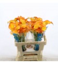 Calla Captain Serengeti