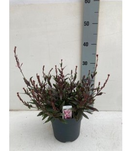 Gaura rose Ø 17