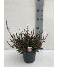 Gaura rose Ø 17