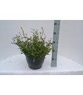 Gaura blanc Ø 17
