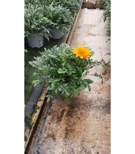 Gazania mix Ø 17