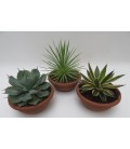 Agave mix Ø 20