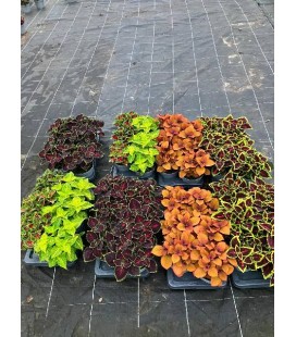 Coleus mix Ø 17