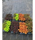 Coleus mix Ø 17