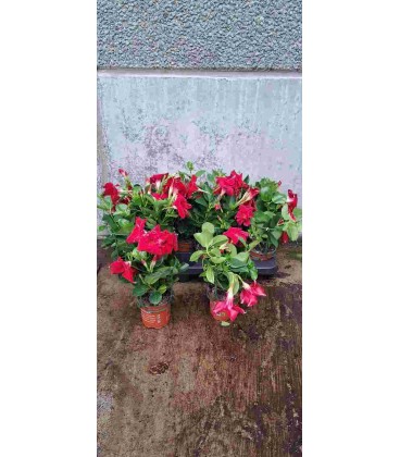 Dipladenia diamantina Rouge 10.5
