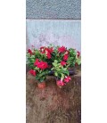 Dipladenia diamantina Rouge 10.5