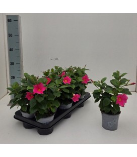 Dipladenia diamantina Rose 10.5