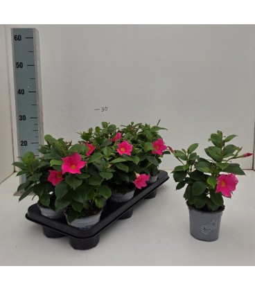 Dipladenia diamantina Rose 10.5