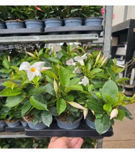 Dipladenia diamantina Blanc 10.5