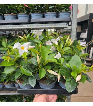 Dipladenia diamantina Blanc 10.5