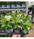 Dipladenia diamantina Blanc 10.5