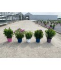Phlox paniculata Ø19 mix