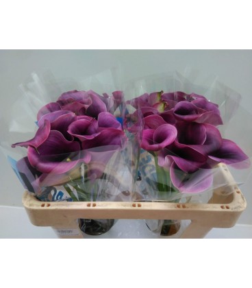 Calla captaine Promise 50 cm