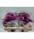 Calla captaine Promise 50 cm