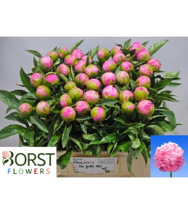 Pivoine Jules Elie 55 Cm