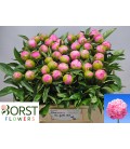 Pivoine Jules Elie 55 Cm