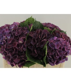 Hortensia royal king 50 cm