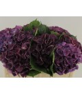 Hortensia royal king 50 cm