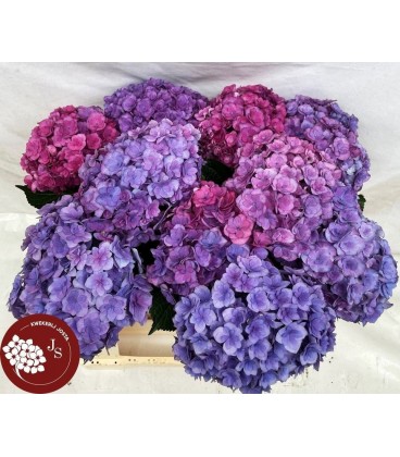 Hydrangea Roy Anasta 