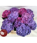 Hydrangea Roy Anasta RS 50 cm