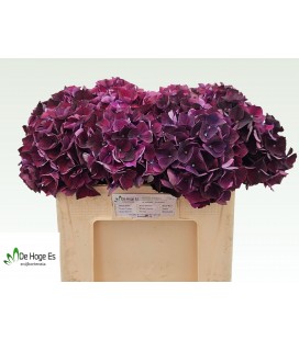 Hortensia Mag Rubyred p 50 cm