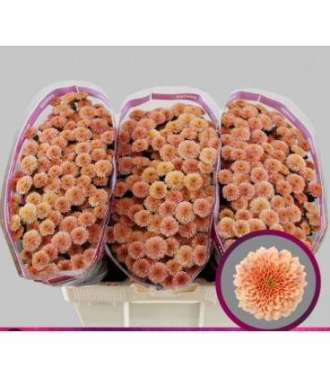 Santini miller apricot 