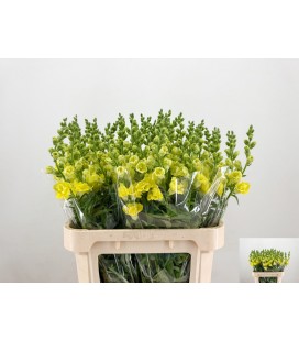 Muflier Double Yellow 80 cm