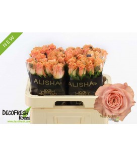 Rose Miss Jackie 60 cm