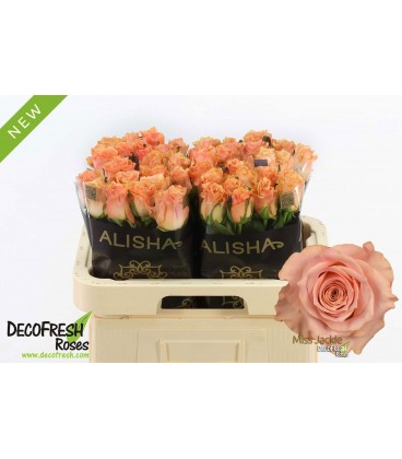 Rose Miss Jackie 60 cm