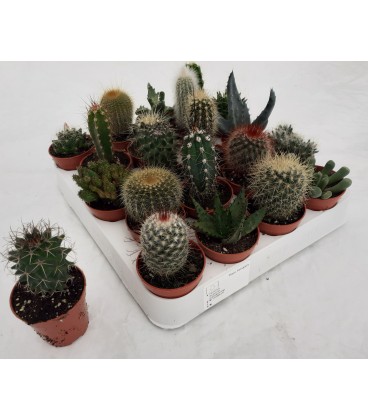 Cactus pot de 6.50