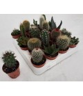 Cactus Mix pot de 5.50