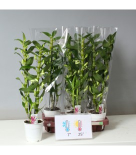 Dendrobium Apollon Ø 12 h 60