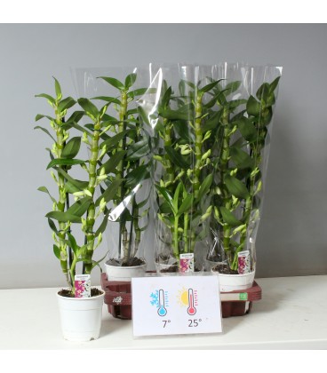 Dendrobium Apollon pot de 12 h 45