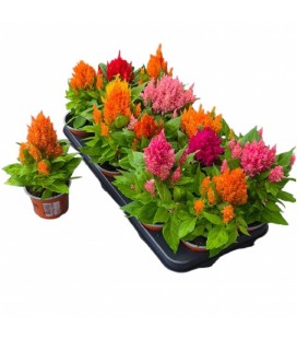 Celosie plume pot de 10.5