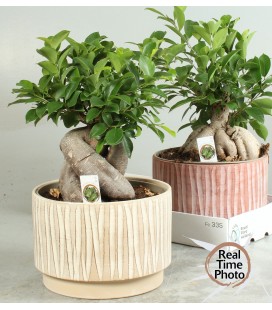Ginseng pot de 22 h 40