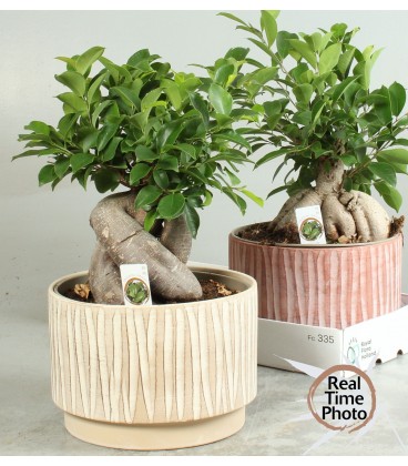 Ginseng pot de 23 h 55